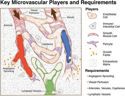 A Challenge for Engineering Biomimetic Microvascular Models: How do we Incorporate the Physiology?